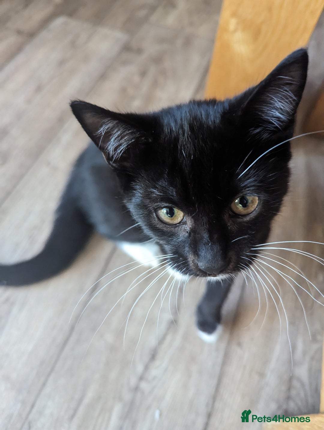 Domestic Shorthair cats for sale: Kittens for rehoming  - Image 2