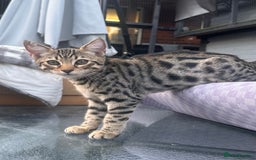 Savannah cats for sale: African bloodline, savanna kittens - Image 4