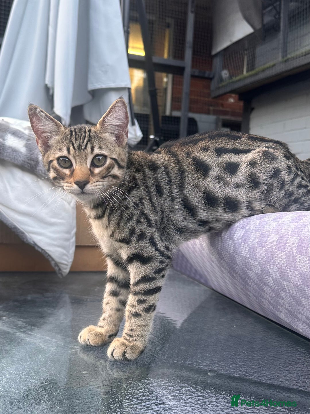 Savannah cats for sale: African bloodline, savanna kittens - Image 4