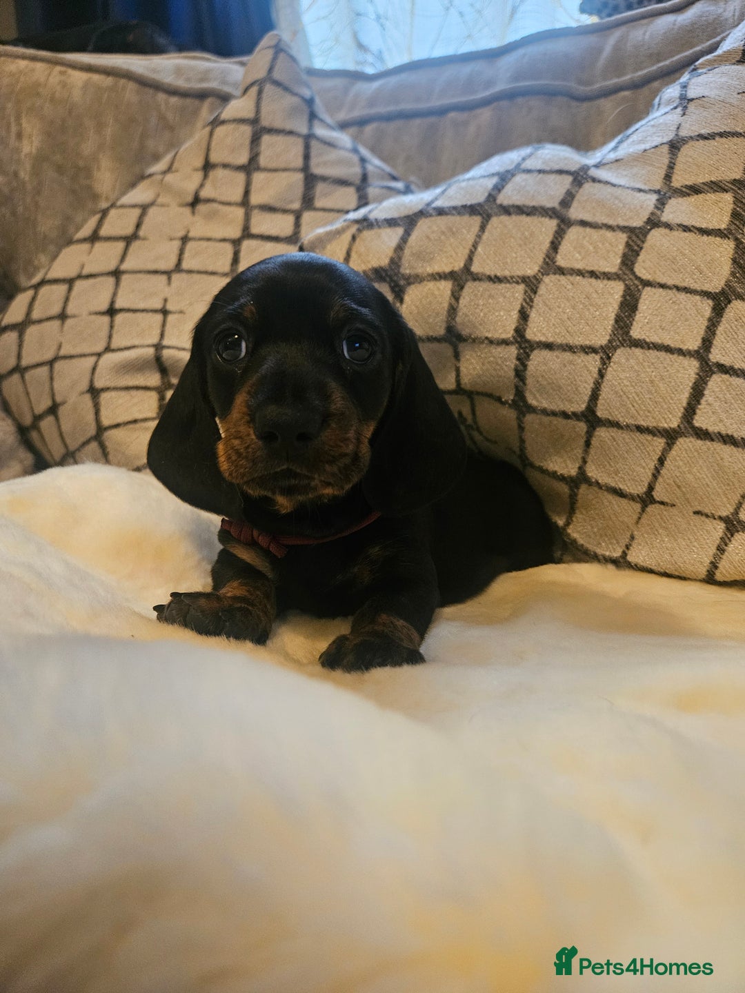 Miniature Dachshund dogs for sale: Exceptional pedigree miniature Dachshunds  - Image 4