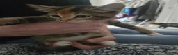 Mixed Breed cats for sale: Mixed kitten for sale - Advert 4