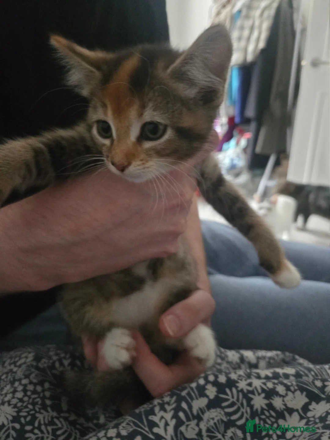 Mixed Breed cats for sale: Mixed kitten for sale - Advert 4