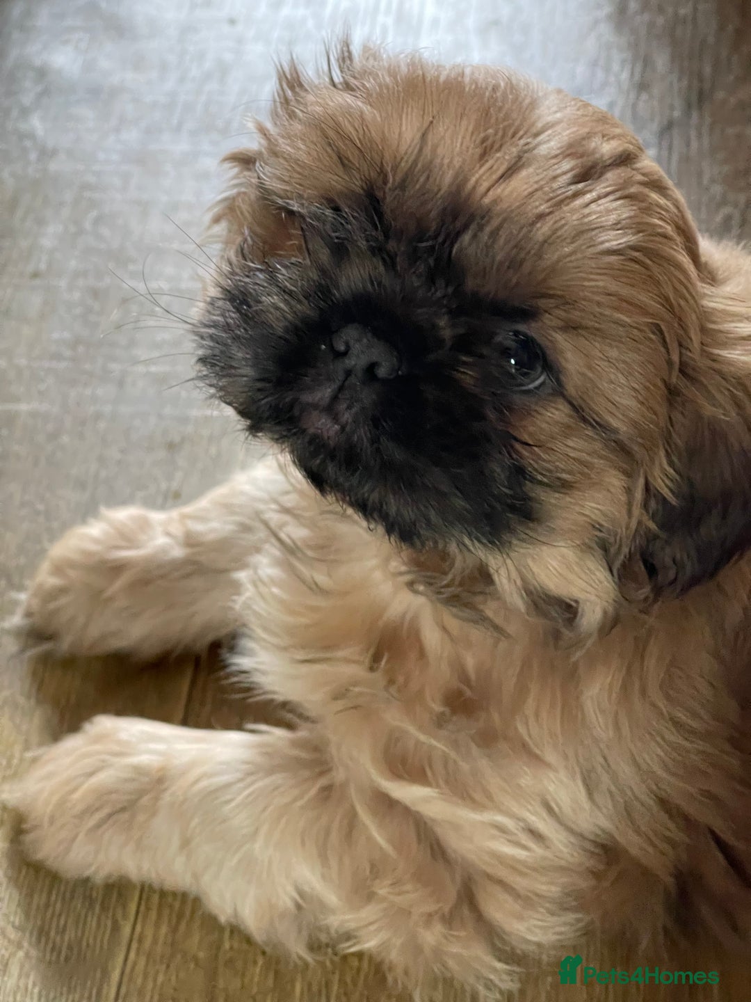 Shih Tzu dogs for sale: Shih Tzu’s Puppies Standard x Imperial  - Image 6