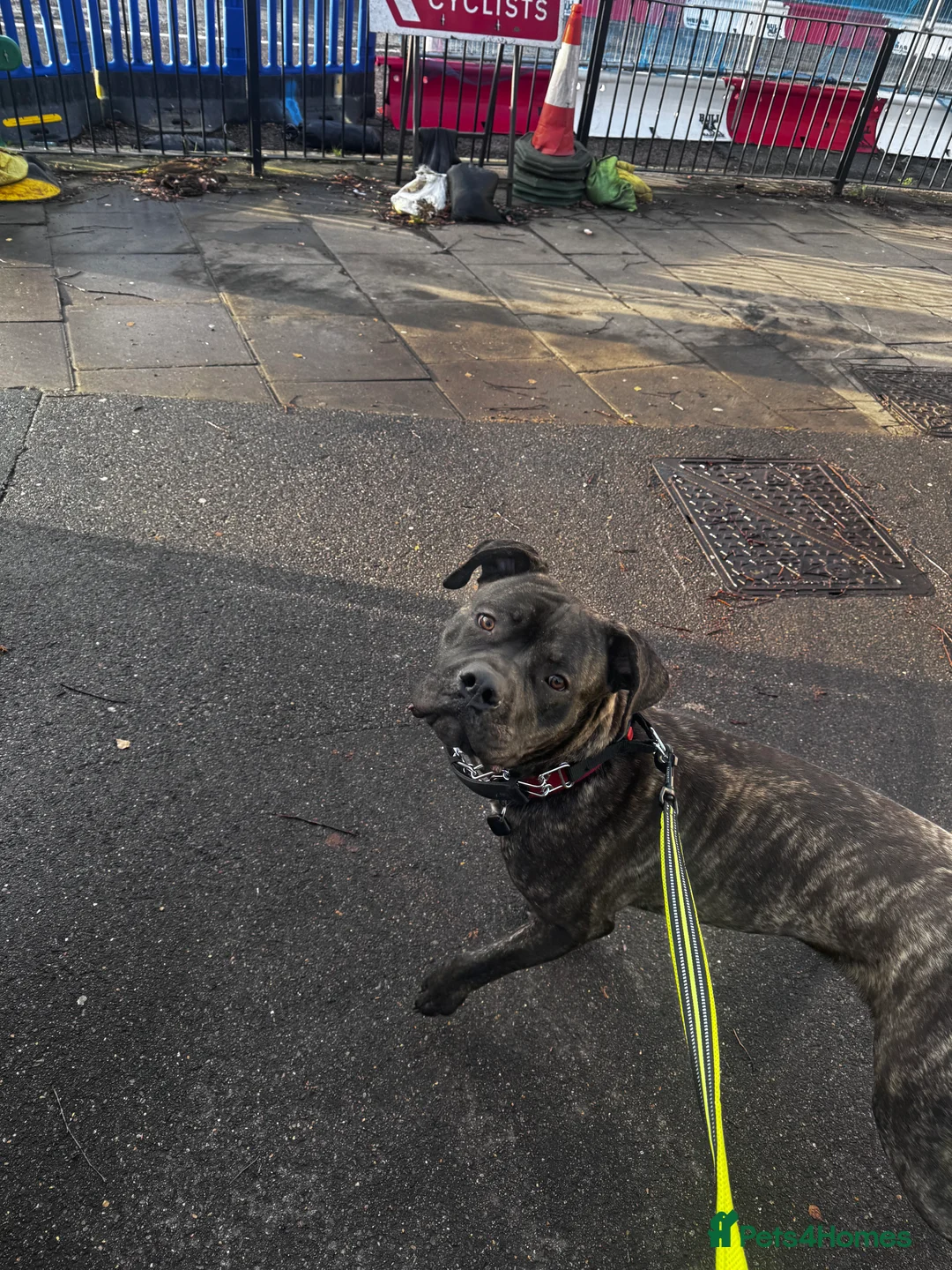 Cane Corso dogs for sale: Loving Cane Corso needs a home - Advert 2