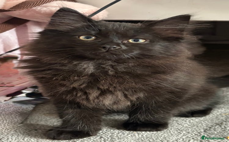 British Longhair cats - Advert 6