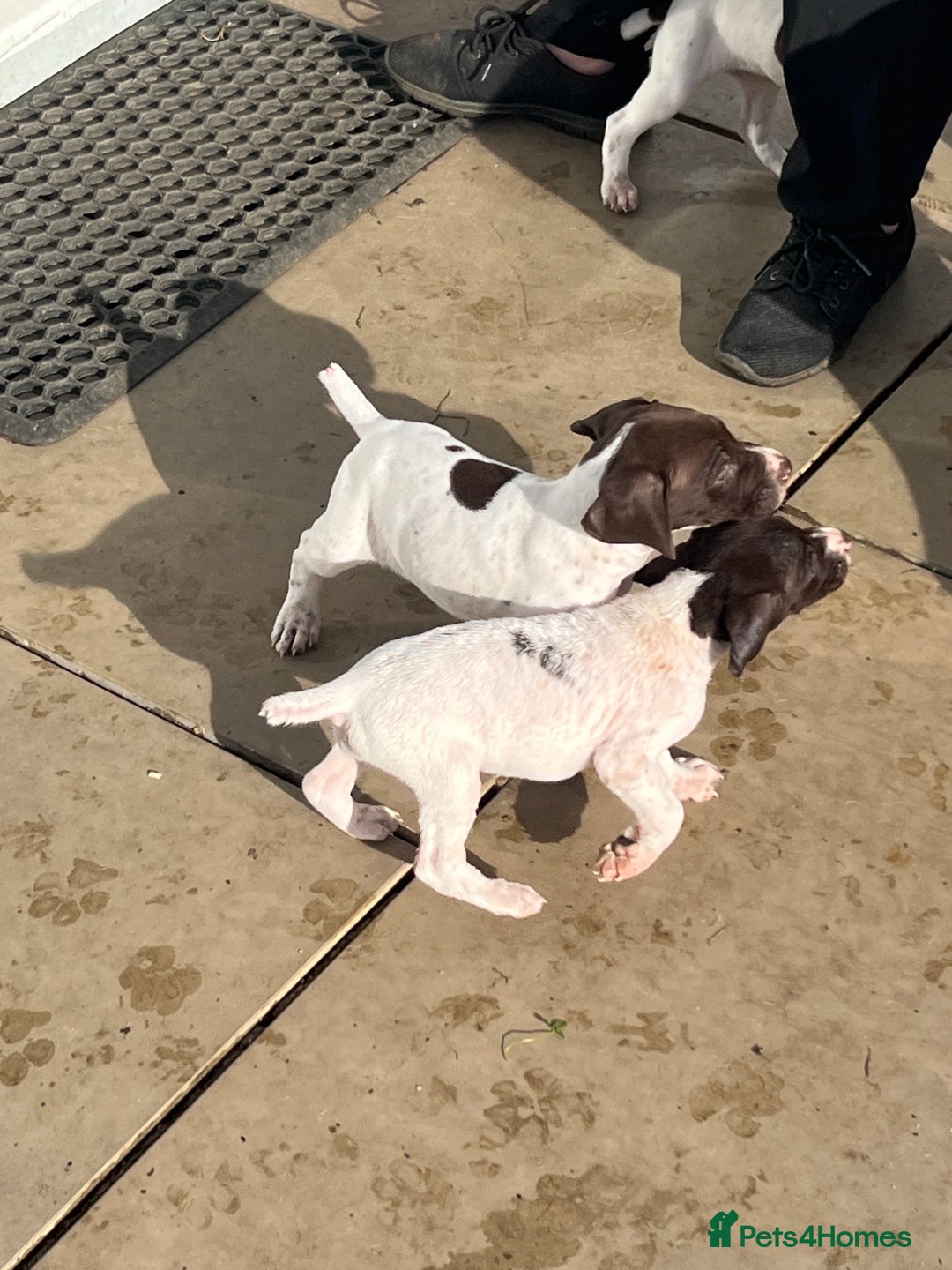 German Shorthaired Pointer dogs for sale: Working GSP puppy’s  - Image 9