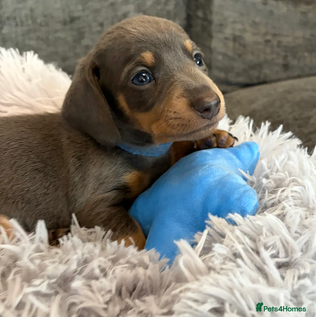 Miniature Dachshund dogs for sale: KC registered miniature dachshund pups smooth coat - Advert 4