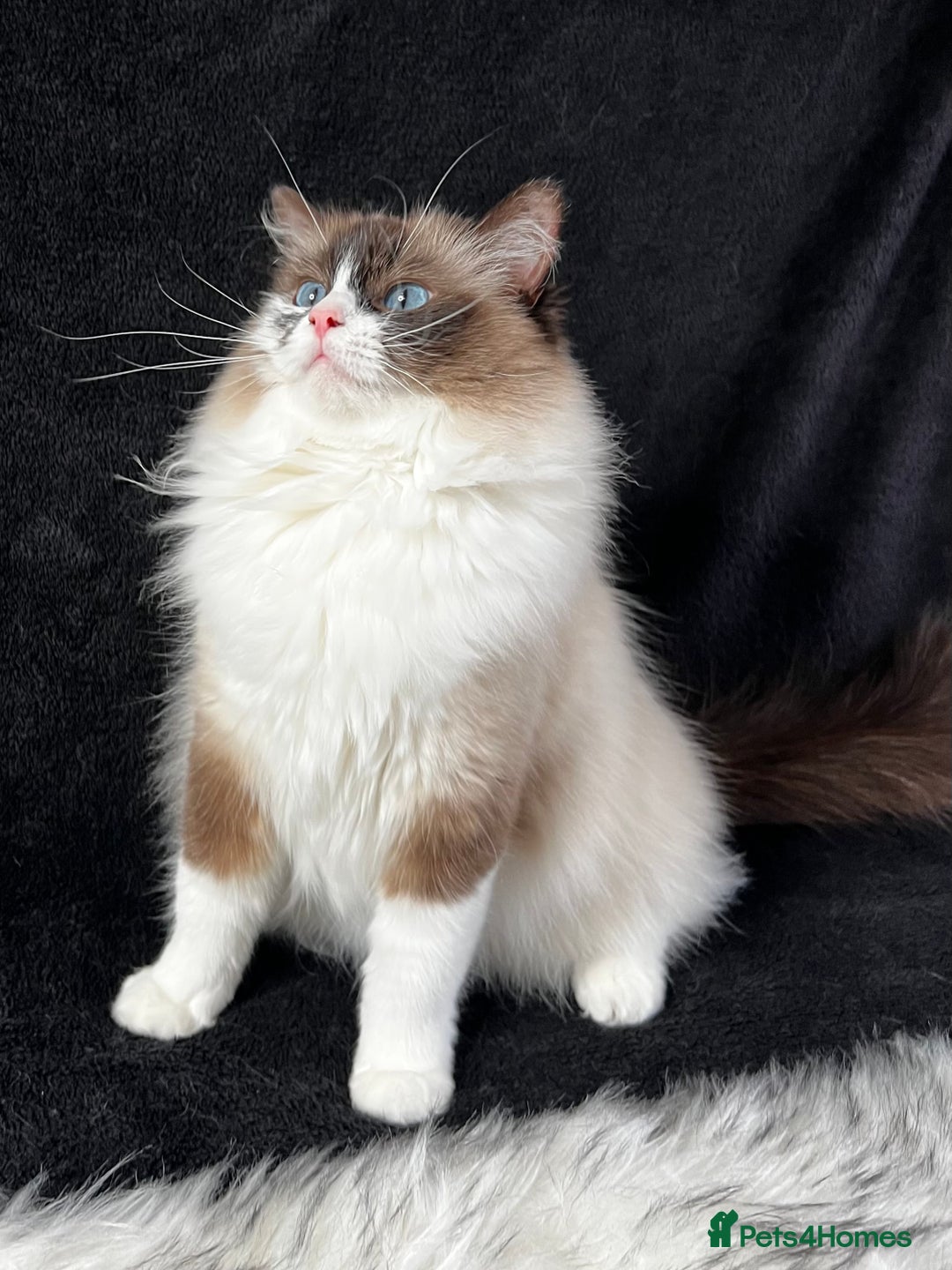 Ragdoll cats for sale: Ragdoll female ACTIVE GCCF registered  - Advert 1