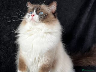 Ragdoll cats Ragdoll female ACTIVE GCCF registered - Advert 1