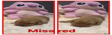 Labrador Retriever 1