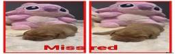 Labrador Retriever dogs for sale: 🐶 KC REGISTERED LABRADOR PUPPIES DUE SOON 🐶 - Advert 5