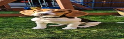 Beagle dogs for stud: Max beagle available for stud in Hemel Hempstead - Advert 6
