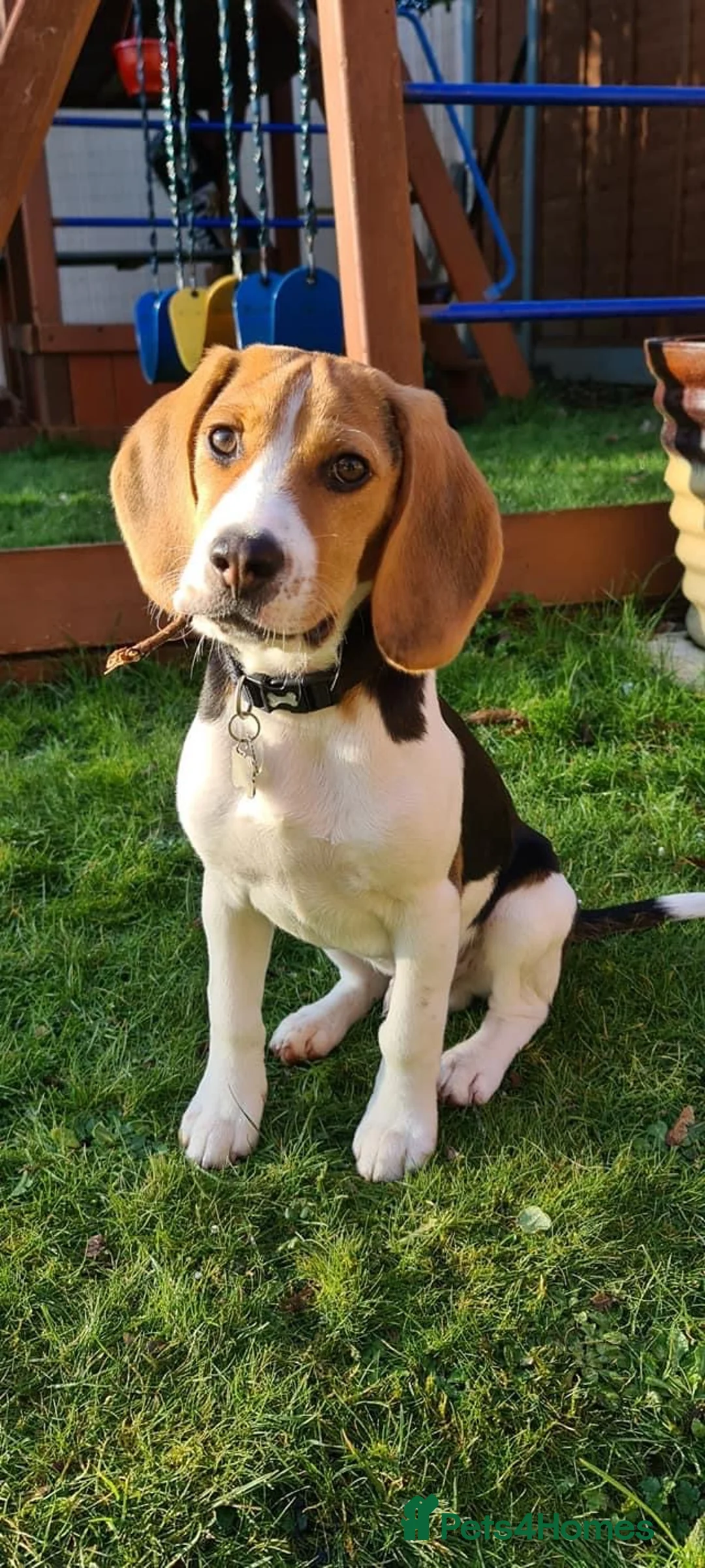 Beagle dogs for stud: Max beagle available for stud in Hemel Hempstead - Advert 6