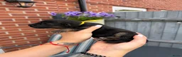German Shepherd dogs for sale: KC Registered German Shepherd Puppies - Advert 18