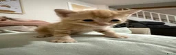 Mixed Breed cats for sale: KITTENS READY ON 10th MAY in Woodbridge - Advert 9