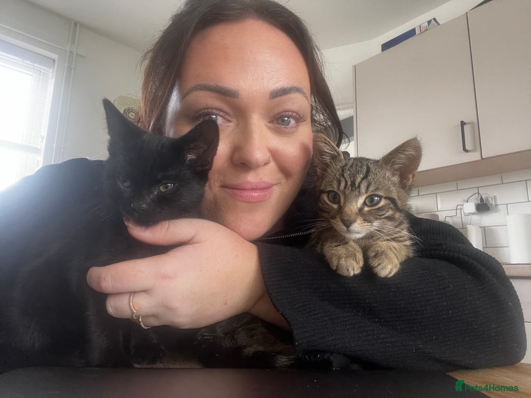 Domestic Shorthair cats for sale: 2 Kittens - 1x Male + 1x Female - Advert 5