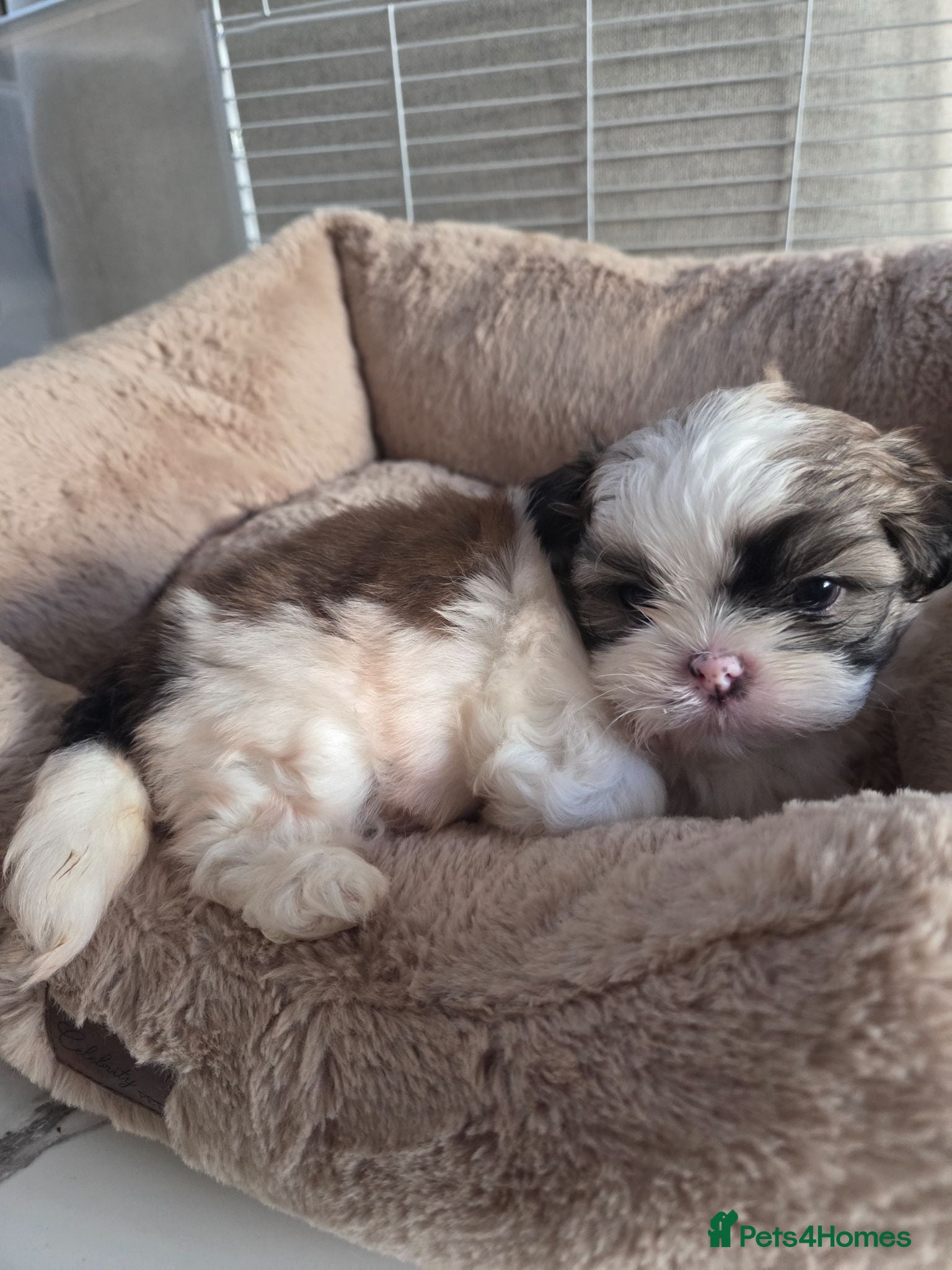 Shih Tzu dogs Little puppies are looking for lovely home - Advert 2