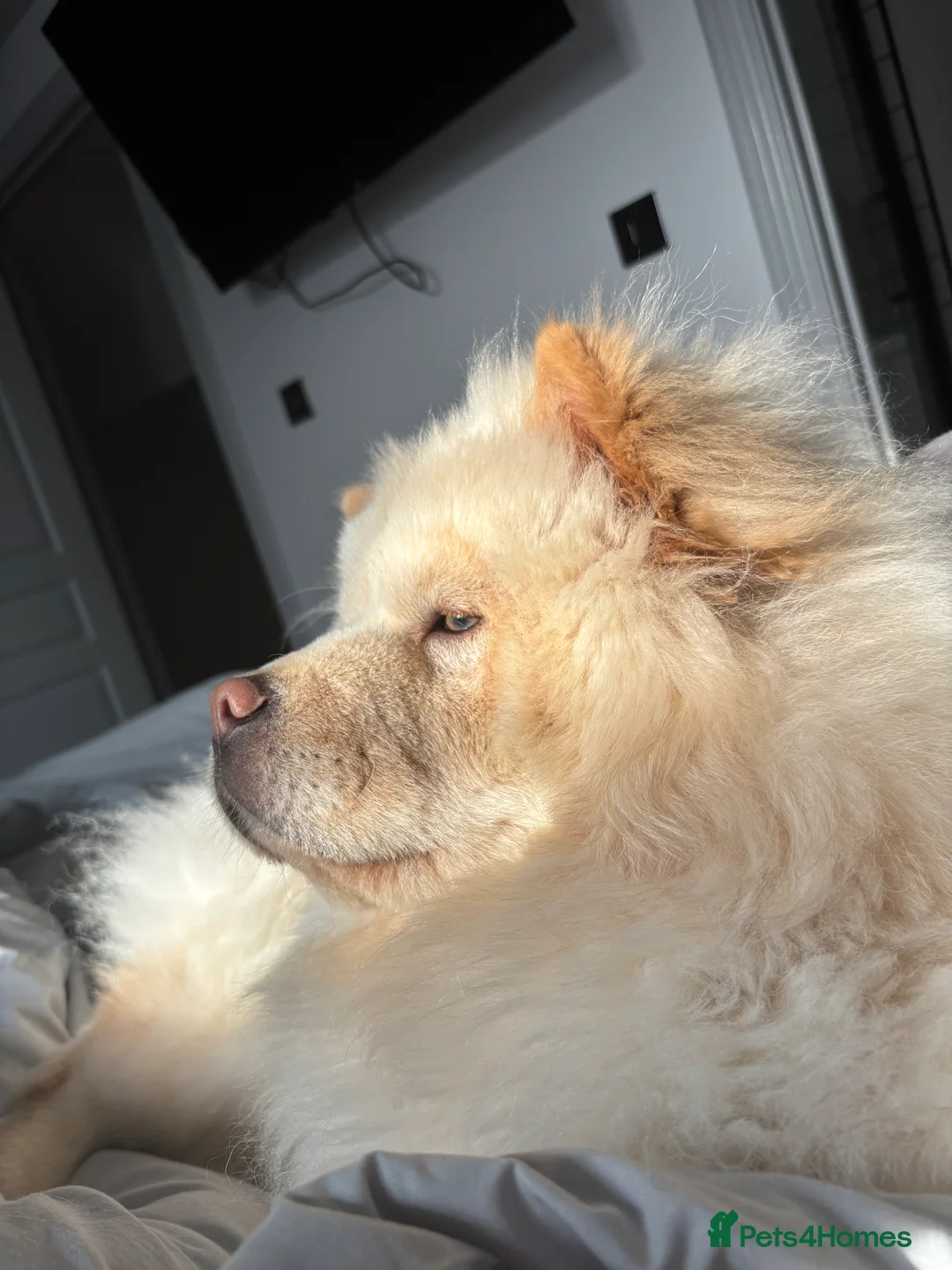 Chow Chow dogs for sale: Female chow chow  - Advert 4