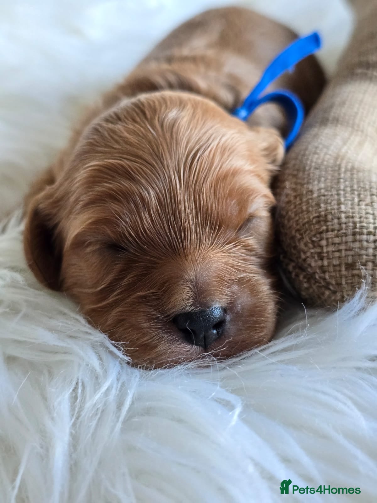 Cavapoo dogs Cavapoo Toy F1 ❤️ DNA TESTED - Advert 3