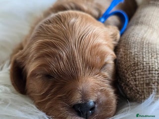 Cavapoo dogs Cavapoo Toy F1 ❤️ DNA TESTED - Advert 3