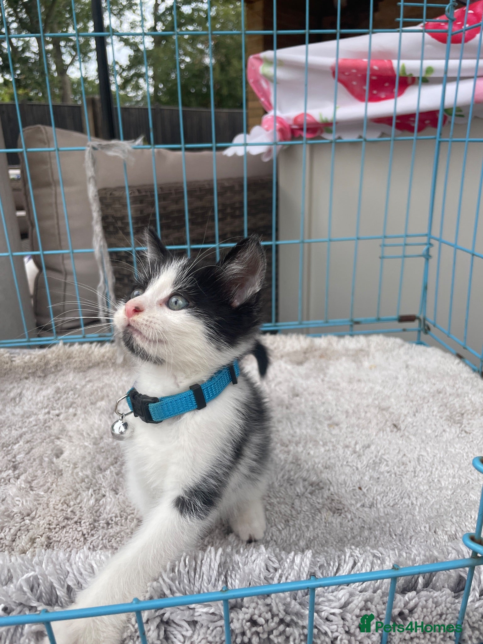 Mixed Breed cats Last !!! Long hair kitten - Advert 2