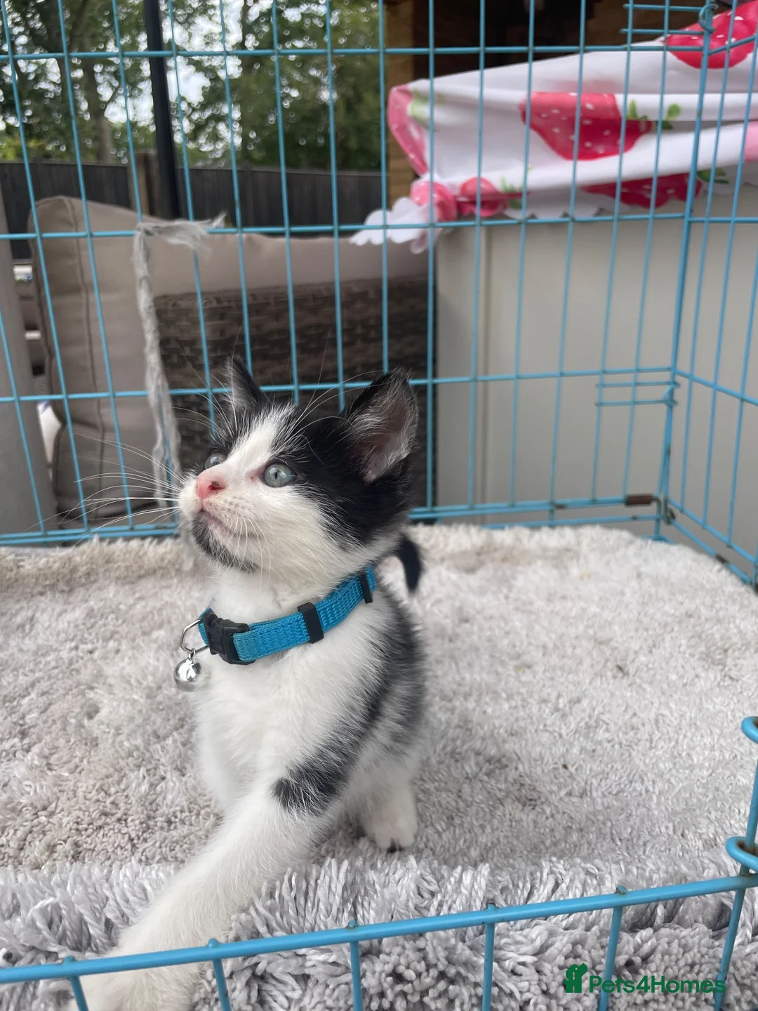 Mixed Breed cats for sale: Last !!! Long hair kitten - Advert 1