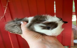 Guinea Pig rodents for sale: Beautiful fluffy baby Guinea pigs  - Image 3