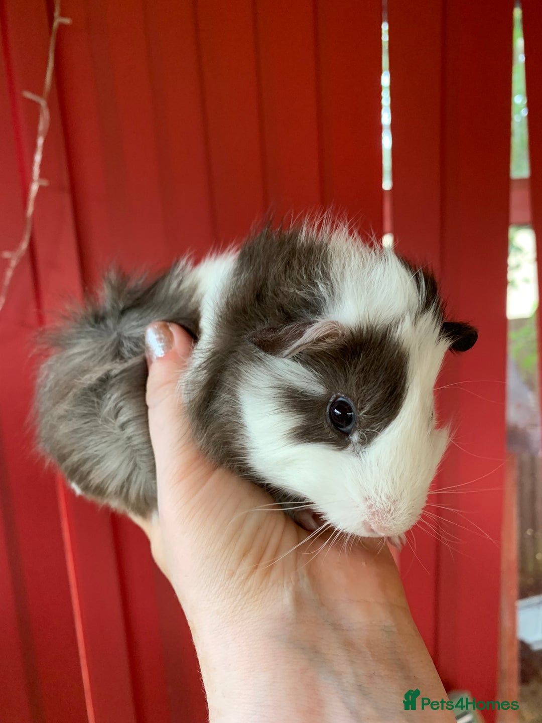 Guinea Pig rodents for sale: Beautiful fluffy baby Guinea pigs  - Image 3