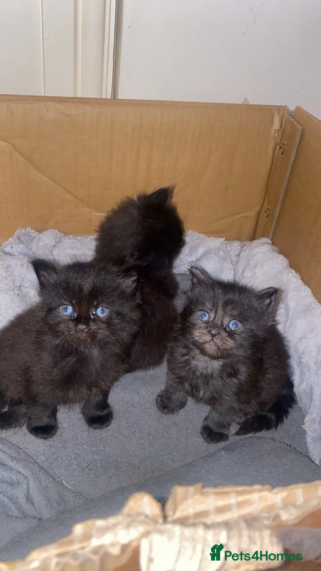 Maine Coon cats for sale: 3 gorgeous maine coon kittens for sale  - Advert 7