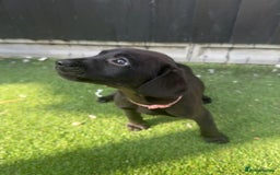 Labrador Retriever dogs for sale: READY NOW Beautiful top kc line Labrador puppy’s  - Image 5