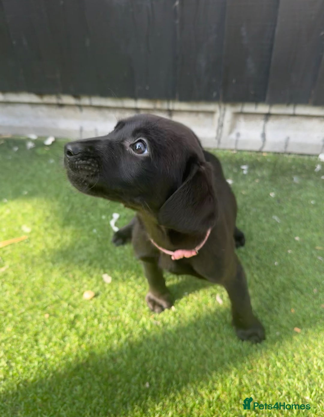 Labrador Retriever dogs for sale: READY NOW Beautiful top kc line Labrador puppy’s  - Image 5