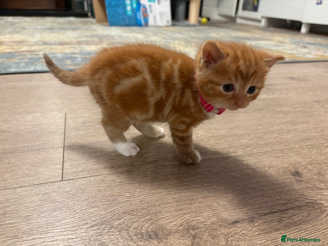 Mixed Breed cats for sale: Now Reserved Beautiful Ginger Male Kitten 4 weeks - Advert 9