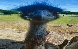 Emus poultry for sale: 3 year old female emu - Image 1