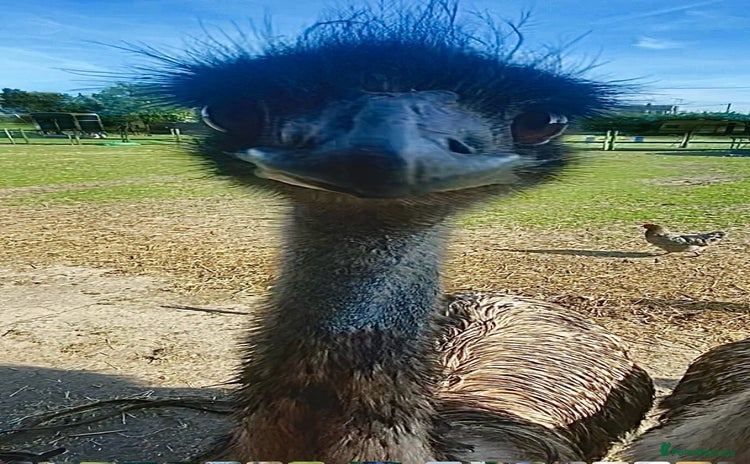 Emus poultry - Advert 1