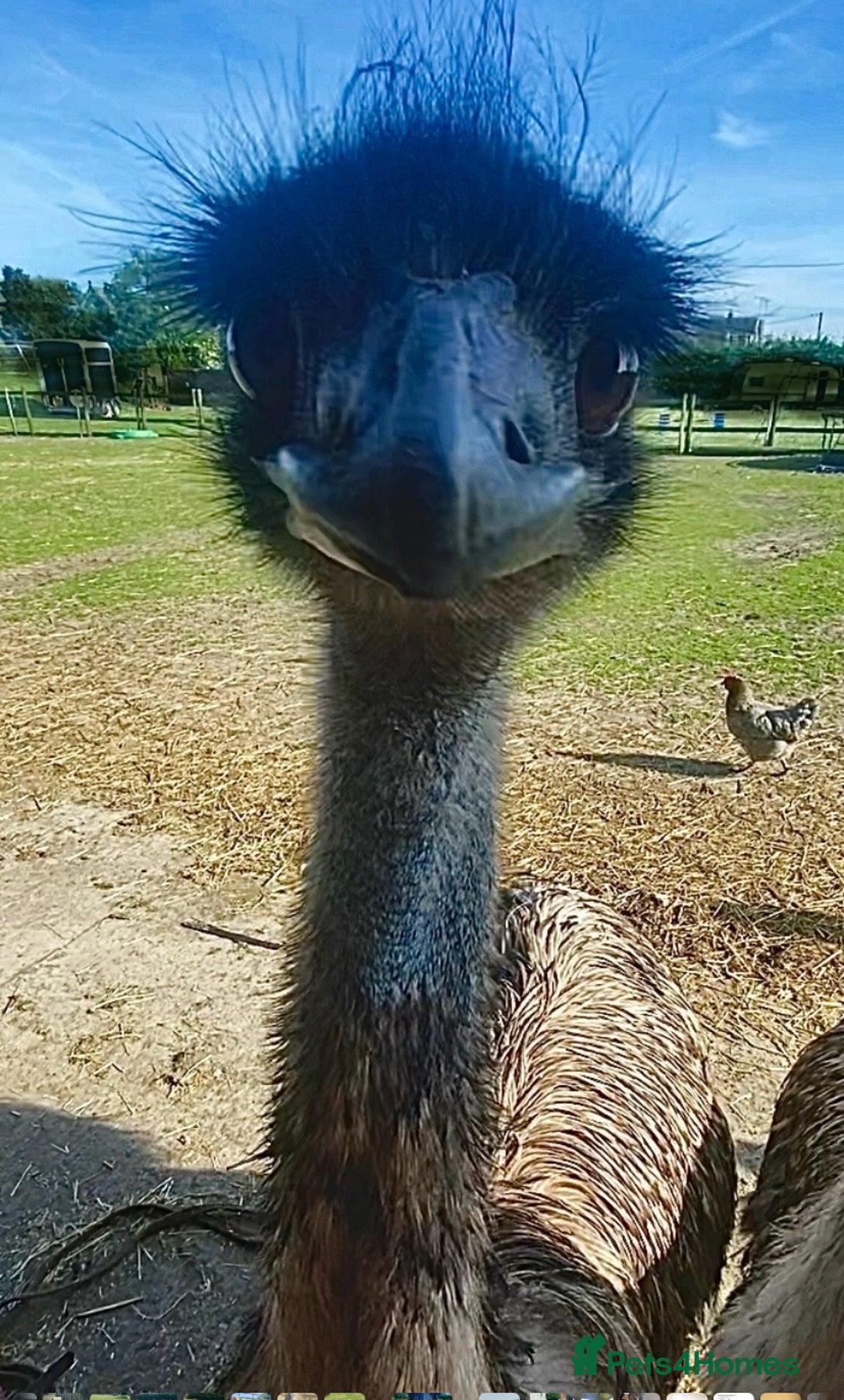 Emus poultry for sale: 3 year old female emu - Image 1