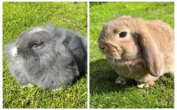 Mini Lop rabbits for sale: Mini lops , LionHead. READY NOW! 13th  - Image 1