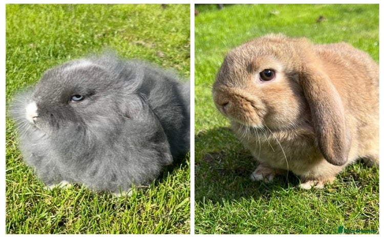 Mini Lop rabbits - Advert 1