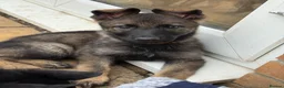 German Shepherd dogs for sale: German Shepherd Puppies - Advert 9