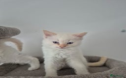 Ragdoll cats for sale: Urgent 2 boys left ready to leave now  - Advert 4