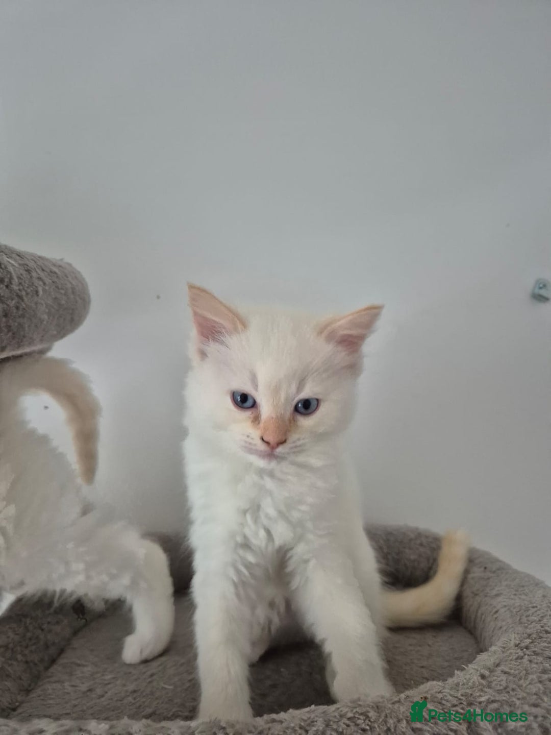 Ragdoll cats for sale: Urgent 2 boys left ready to leave now  - Advert 4