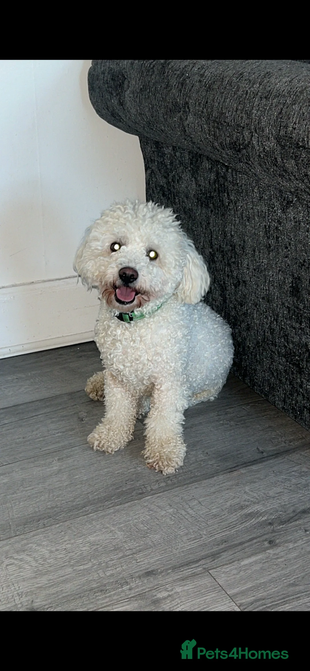 Bichon Frise dogs for sale: Bichon frise in Airdrie - Advert 6