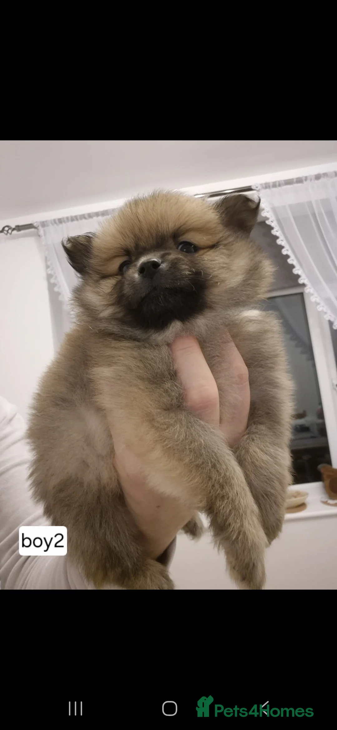 Pomeranian dogs for sale: Puppy pomeranian - Advert 7