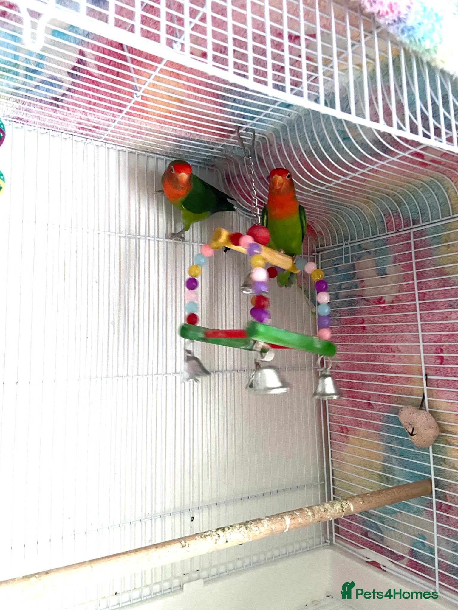 Lovebirds birds for sale: Beautiful Pair of Female Lovebirds for Sale! - Advert 5