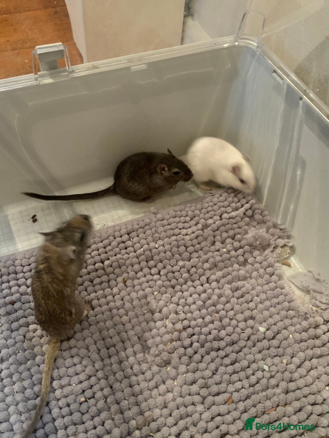 Gerbil rodents for sale: extremely friendly female gerbils - Advert 5