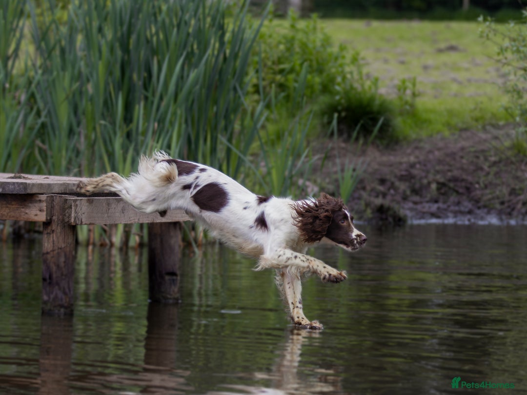 English Springer Spaniel dogs for stud: Field Trial Winner Ribblebrook Rocky @ Stud - Image 13
