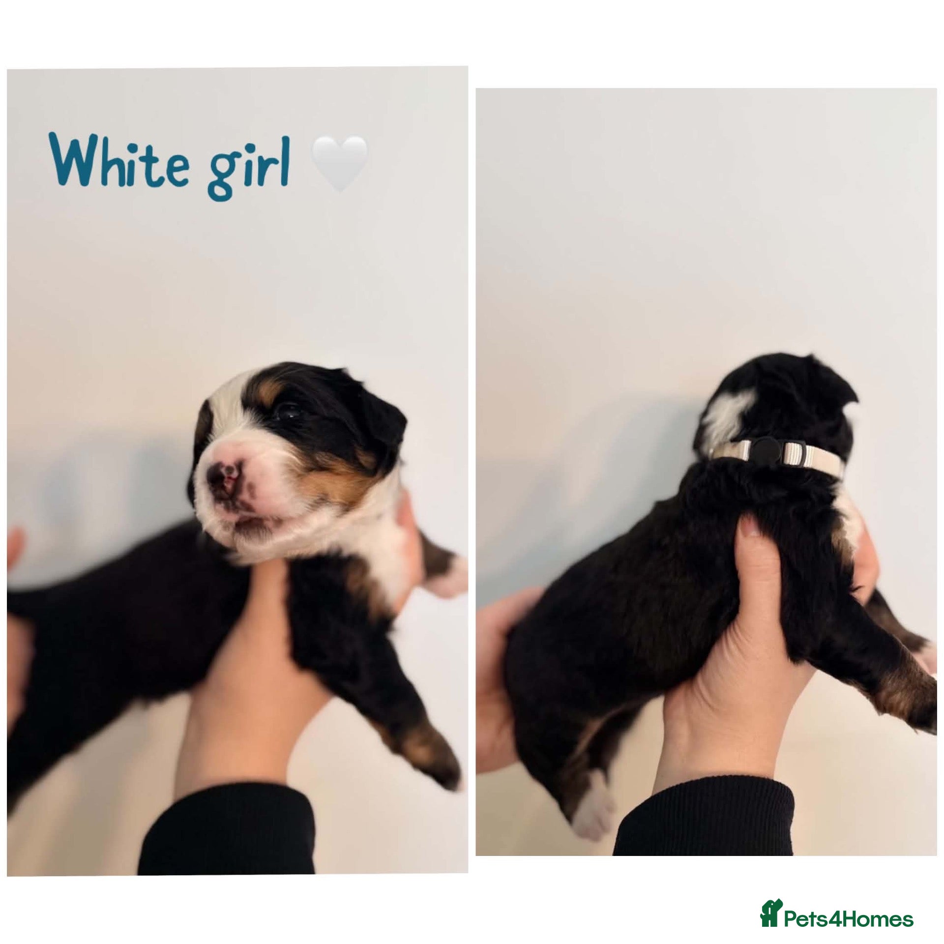 Bernese Mountain Dog dogs Beautiful Bernese mountain dog Pups KC Reg 🐾  - Advert 2