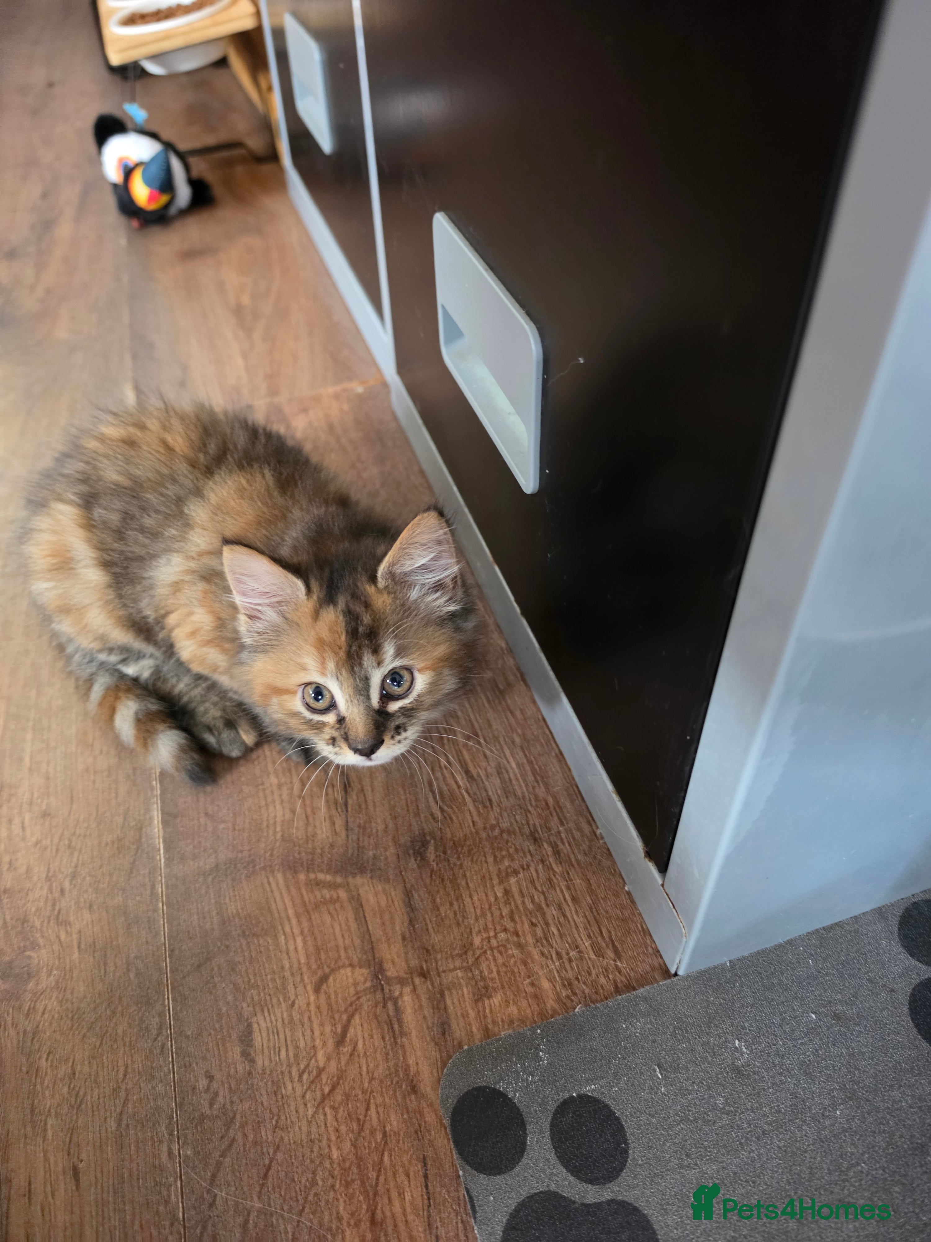 Mixed Breed Kitten 2