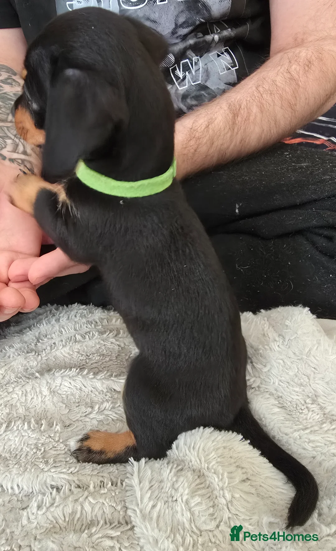Jackshund dogs for sale: Gorgeous mini Jackshund puppies - Advert 23