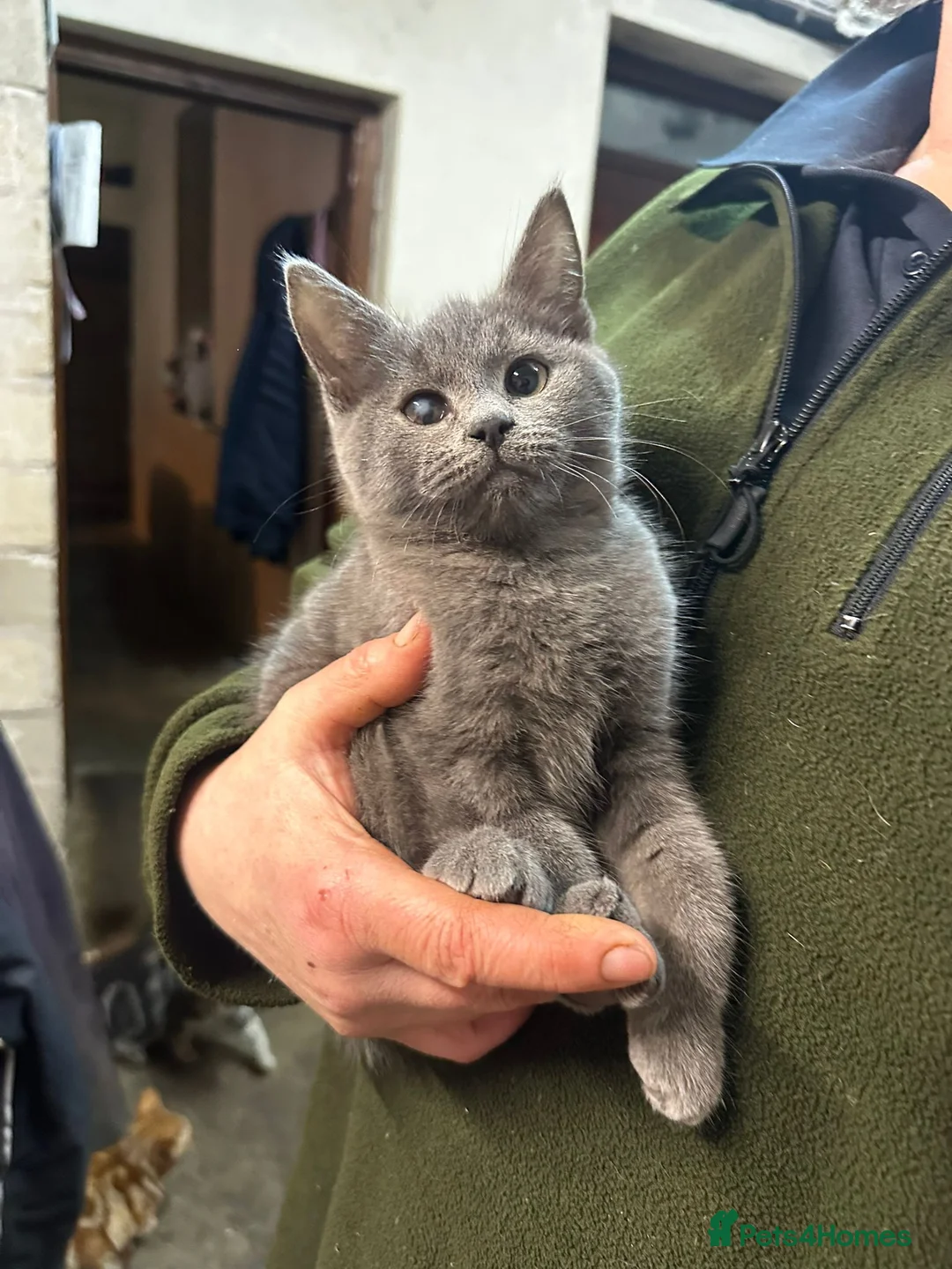 Mixed Breed cats for sale: Smashing Farm Kittens For Sale - Advert 6