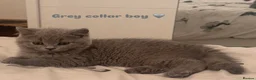 British Shorthair cats for sale: LAST ONE! GORGEOUS BRITISH SHORTHAIRS - Advert 5